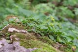 Chiastophyllum oppositifolium. Цветущее растение. Краснодарский край, Апшеронский р-н, гора Черногор, ≈ 1700 м н.у.м., скальное обнажение, на моховой подушке. 06.07.2019.