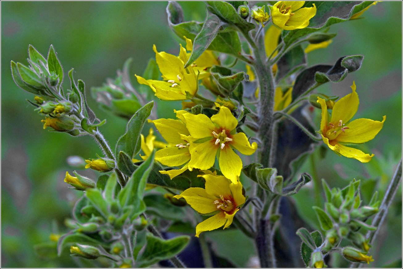 Изображение особи Lysimachia vulgaris.