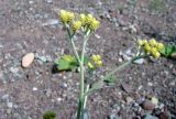 Helichrysum thianschanicum