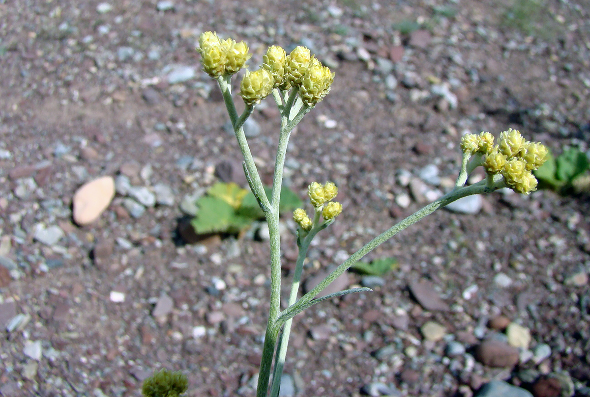 Изображение особи Helichrysum thianschanicum.