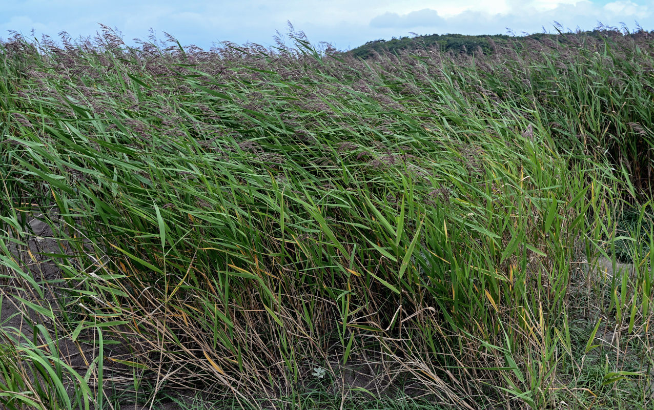 Изображение особи Phragmites australis.