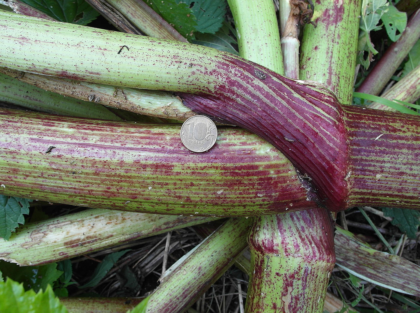 Image of Heracleum sosnowskyi specimen.