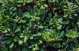 Pittosporum tobira. Верхушки ветвей с соплодиями. Китай, провинция Хунань, национальный парк \"Чжанцзяцзе\", опушка смешанного леса, у дороги. 06.06.2024.