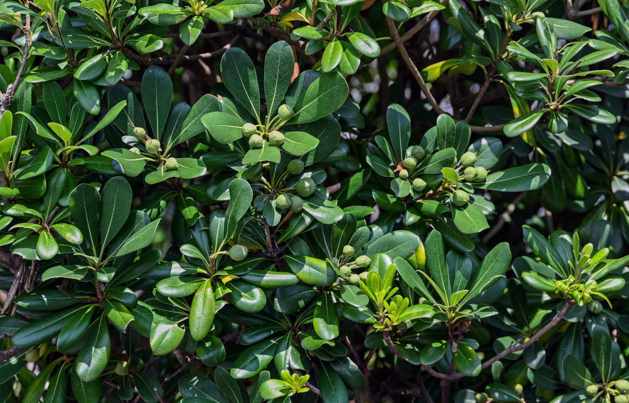 Image of Pittosporum tobira specimen.