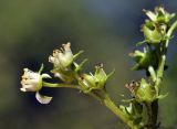 Penthorum chinense. Часть отцветающего соцветия. Приморский край, Уссурийский гор. округ, с. Монакино, ивняк, заболоченная колея заброшенной дороги. 18.08.2024.