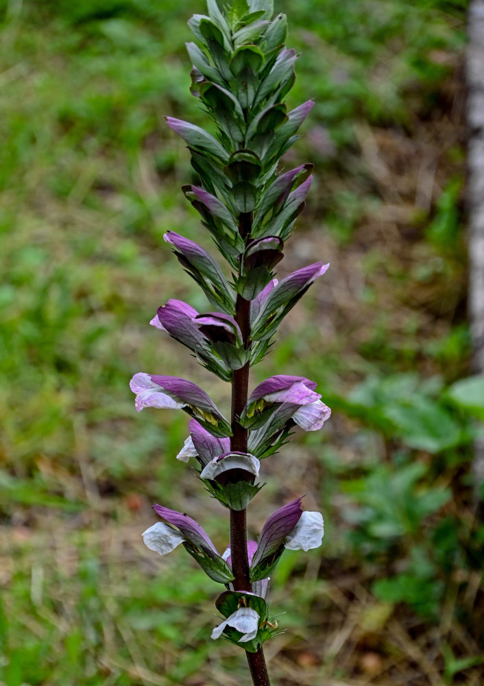 Image of Acanthus mollis specimen.