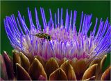 Cynara scolymus