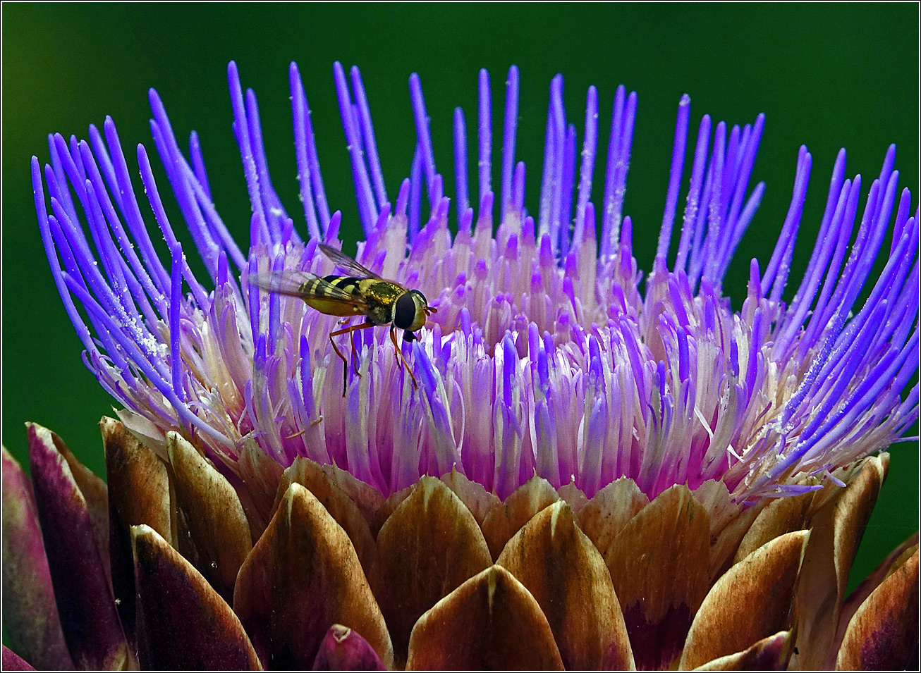 Изображение особи Cynara scolymus.