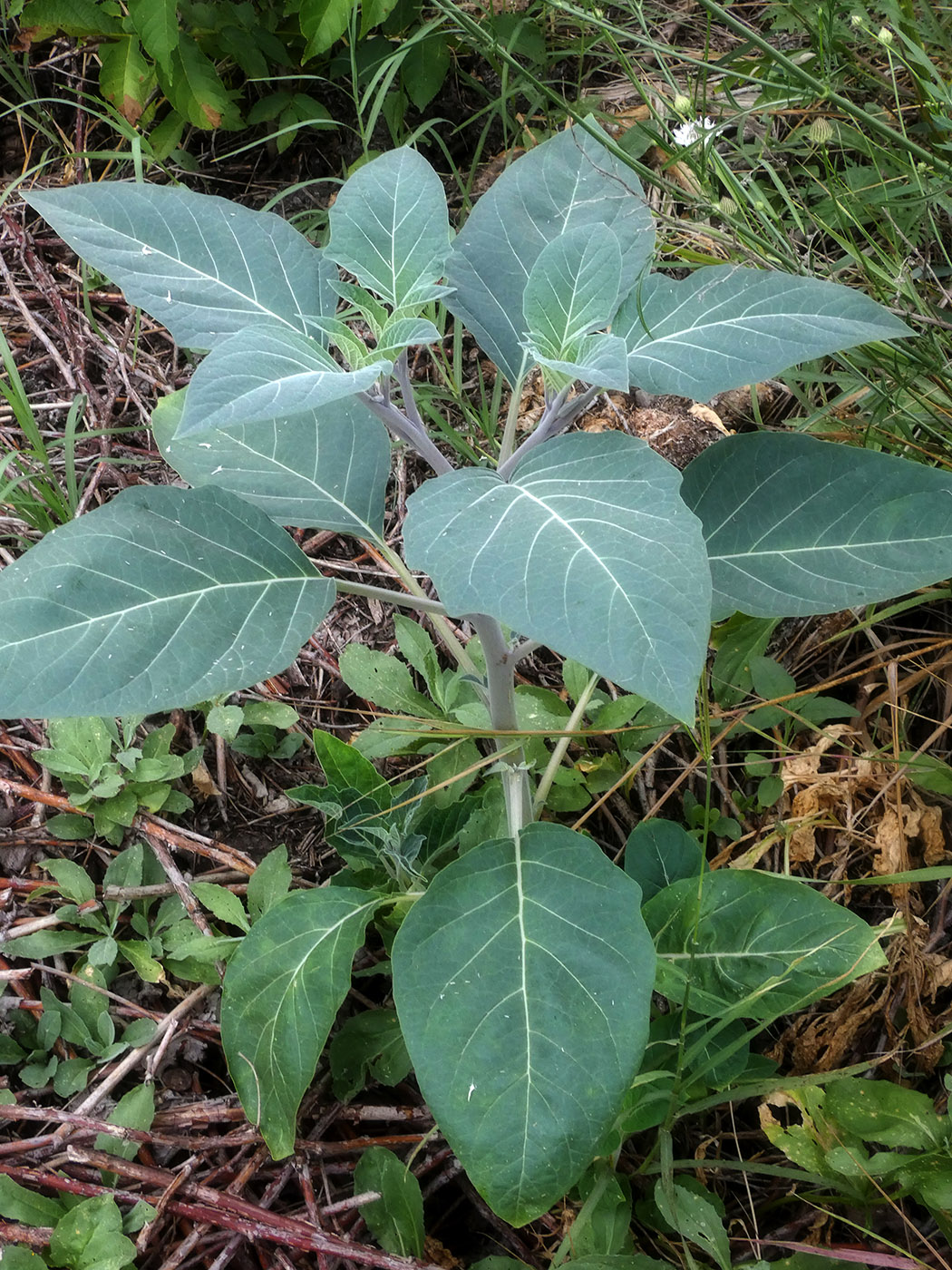 Image of Datura innoxia specimen.