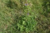 Geranium pratense. Цветущее растение. Липецкая обл., Данковский р-н, нижняя часть ур. Осиновский лес, луг. 23 августа 2023 г.