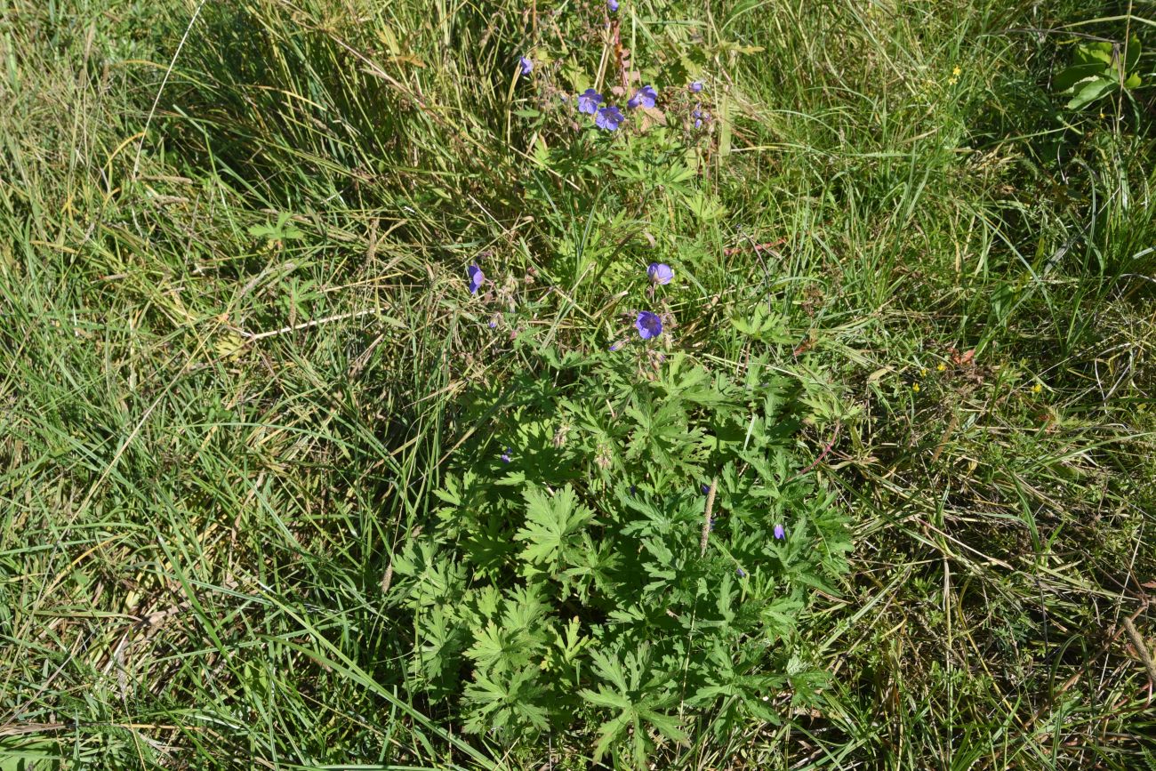 Изображение особи Geranium pratense.