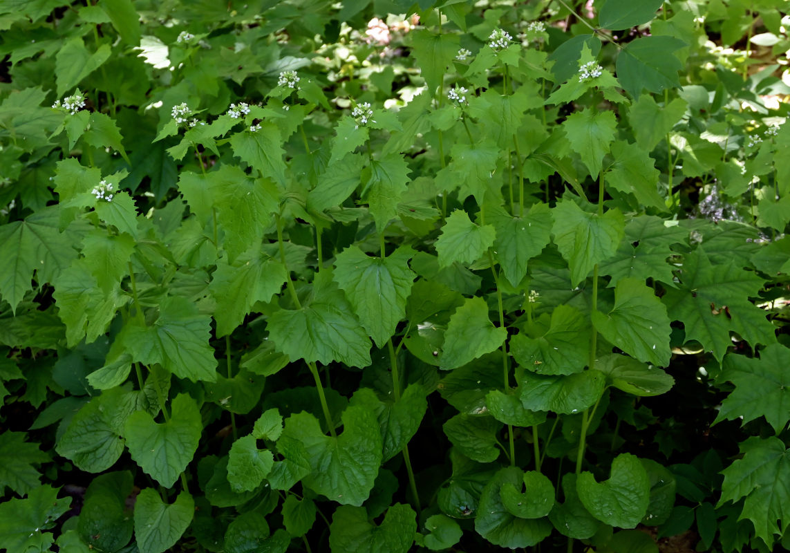 Image of Alliaria petiolata specimen.