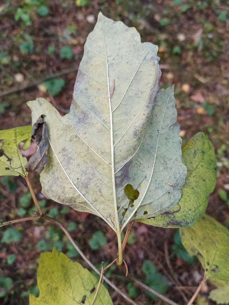 Image of Viburnum opulus specimen.