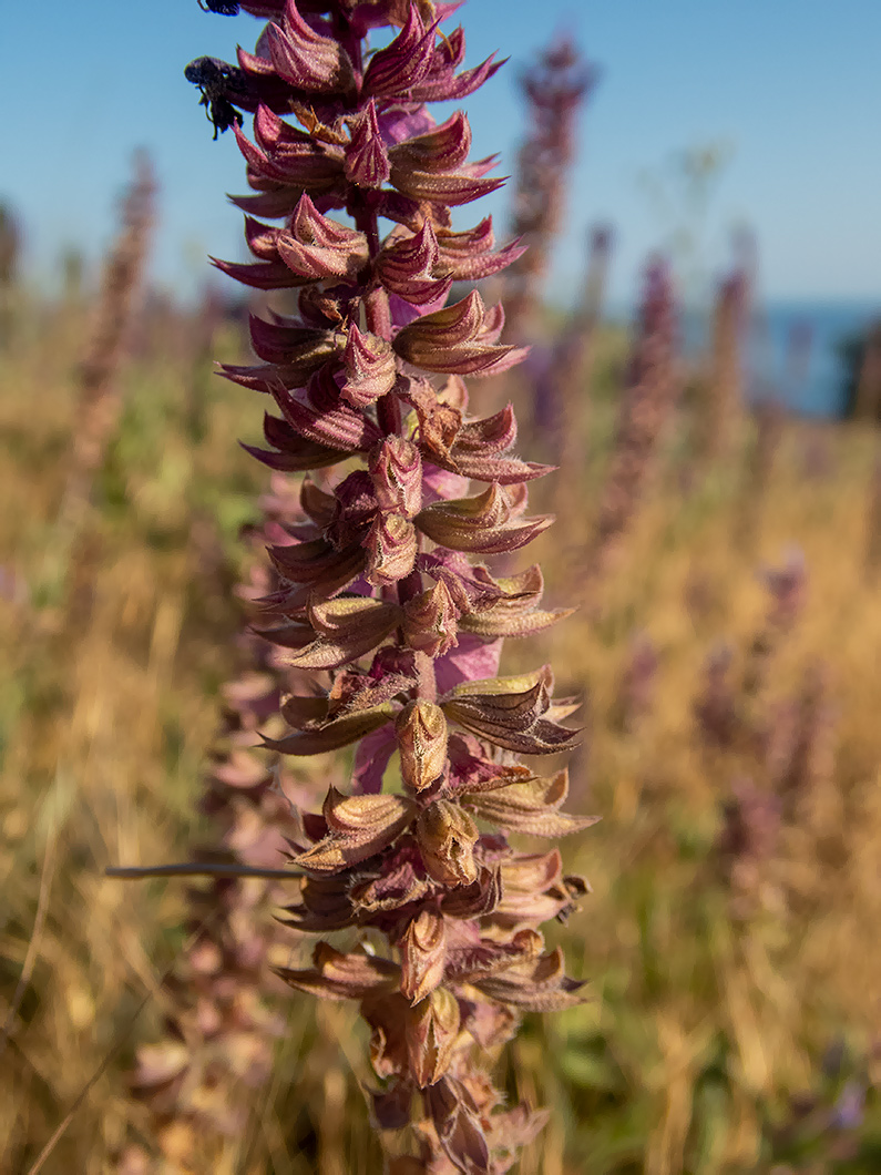 Image of Salvia tesquicola specimen.