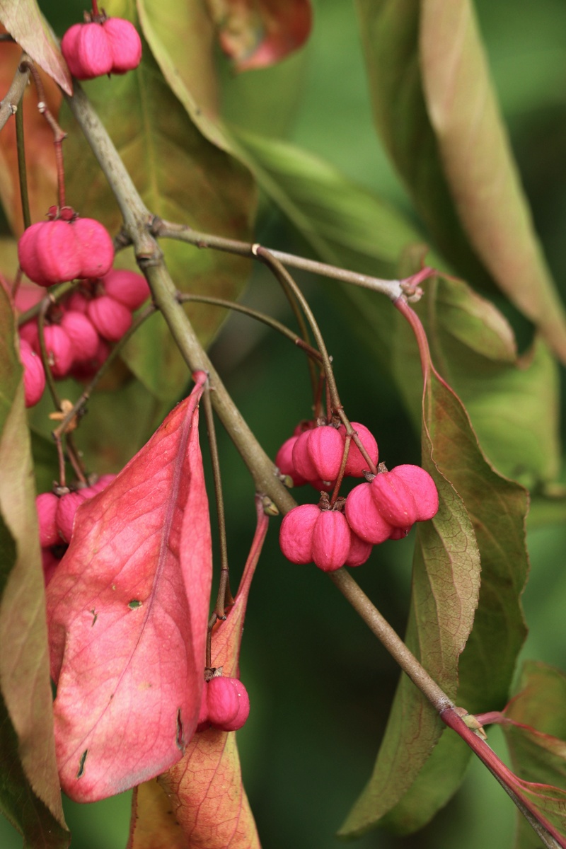 Image of Euonymus europaeus specimen.