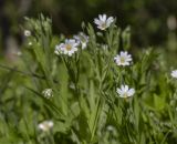 Stellaria holostea