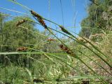 Carex melanostachya