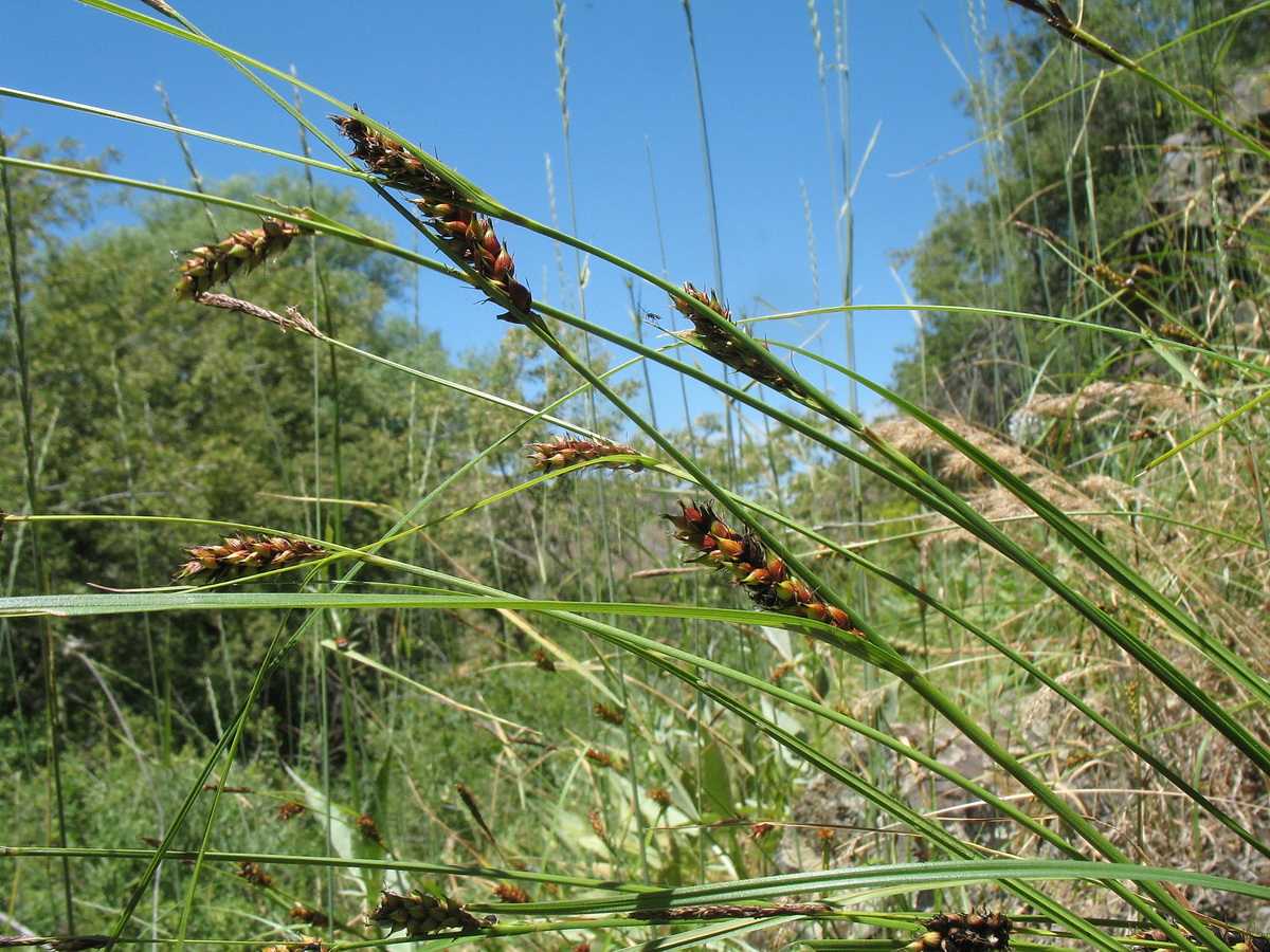 Image of Carex melanostachya specimen.