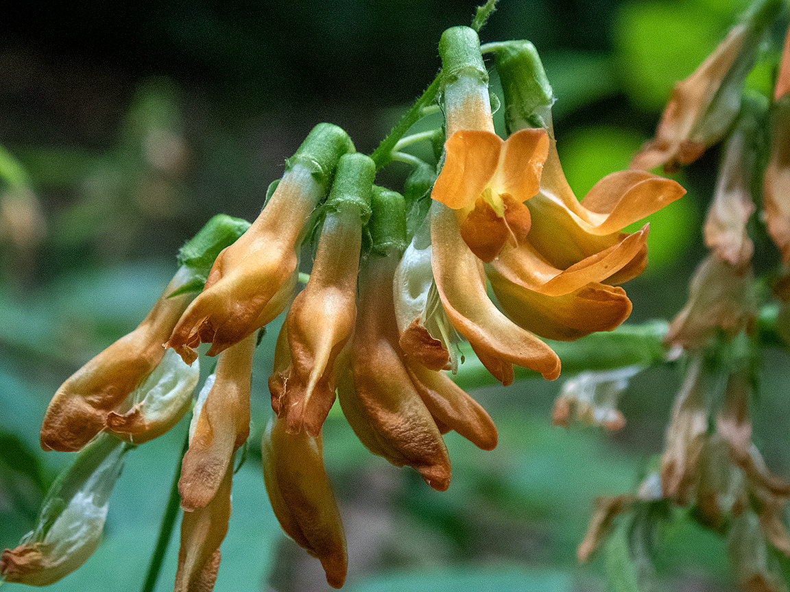 Image of Lathyrus aureus specimen.