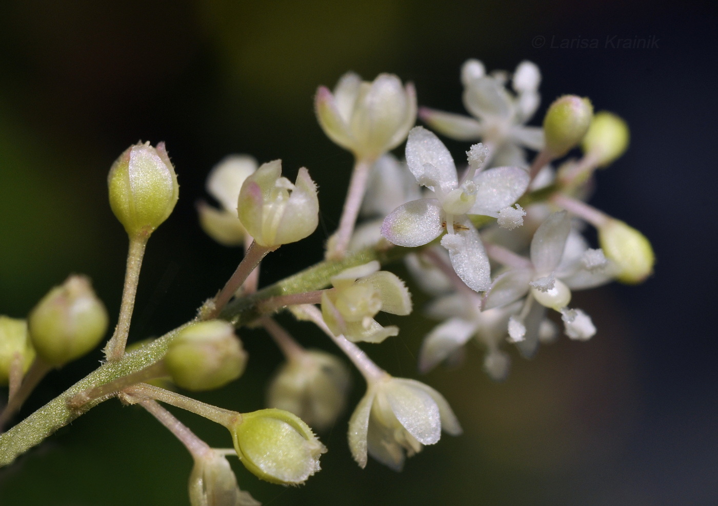 Изображение особи Rivina humilis.