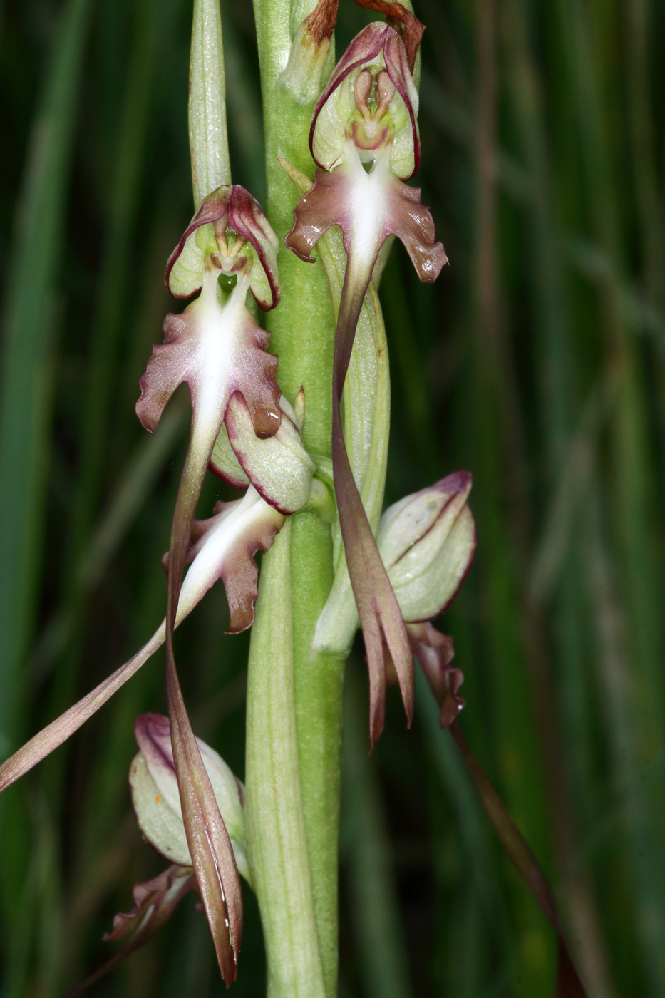 Изображение особи Himantoglossum caprinum.