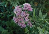 род Eupatorium. Соцветие. Московская обл., Раменский р-н, окр. дер. Хрипань, садовый участок. 01.08.2024.