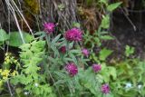 Trifolium alpestre