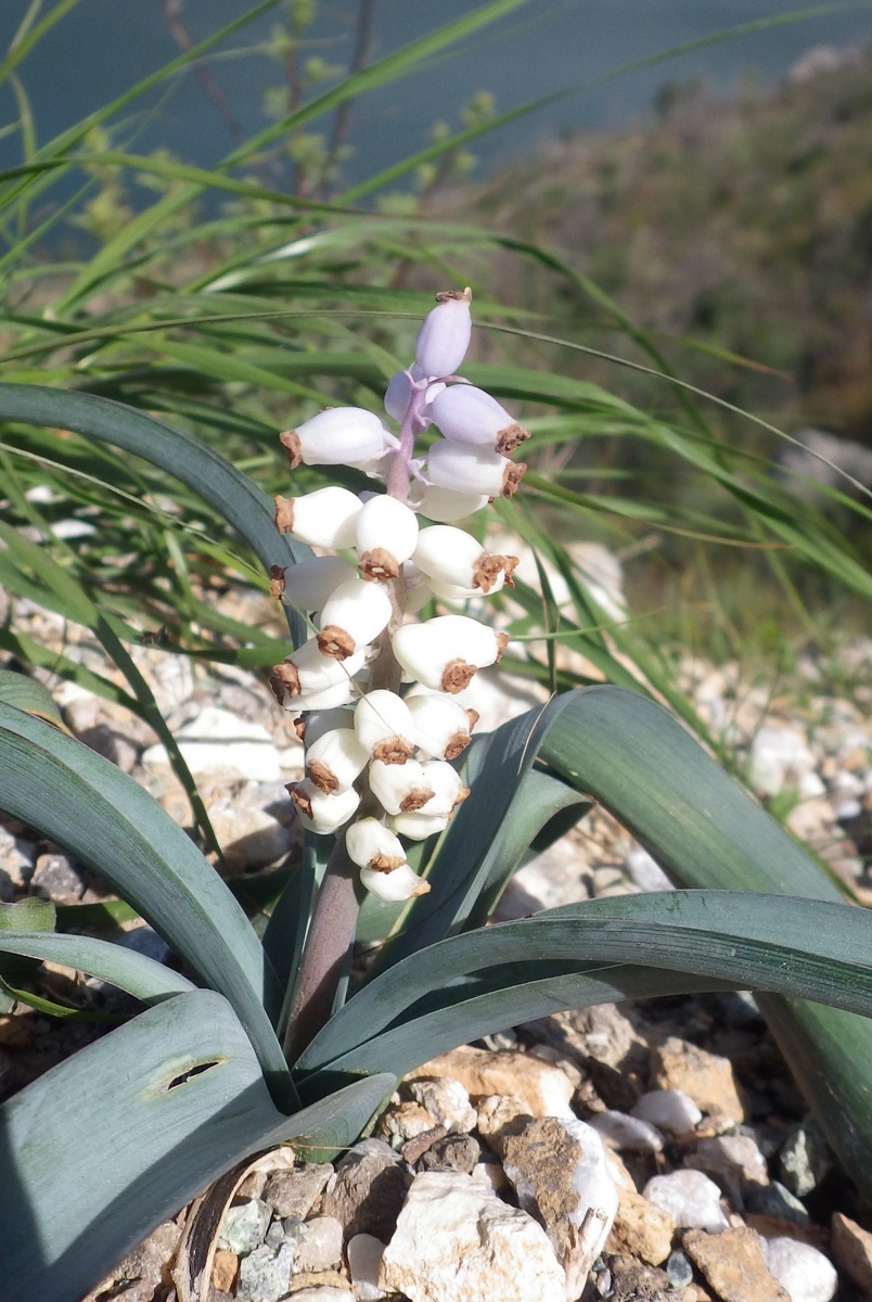 Image of Muscari muscarimi specimen.