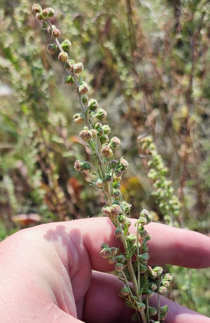 Изображение особи Artemisia rupestris.