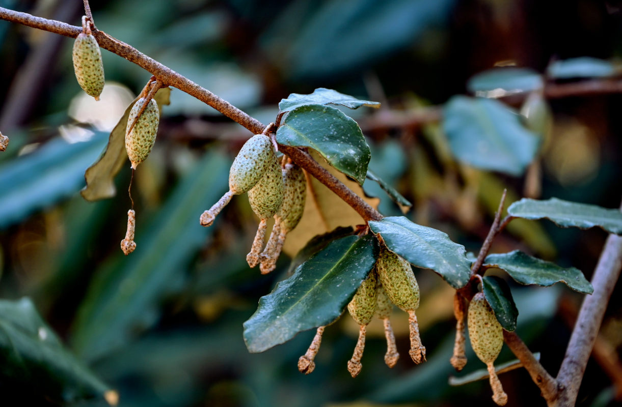 Image of Elaeagnus pungens specimen.