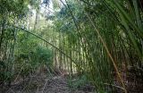 View full-size image genus Phyllostachys
