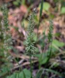 View full-size image familia Poaceae