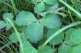 View full-size image Trifolium incarnatum