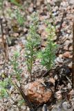 View full-size image Alyssum simplex