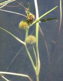 Sparganium angustifolium