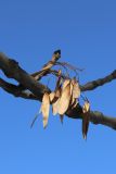 View full-size image Fraxinus excelsior