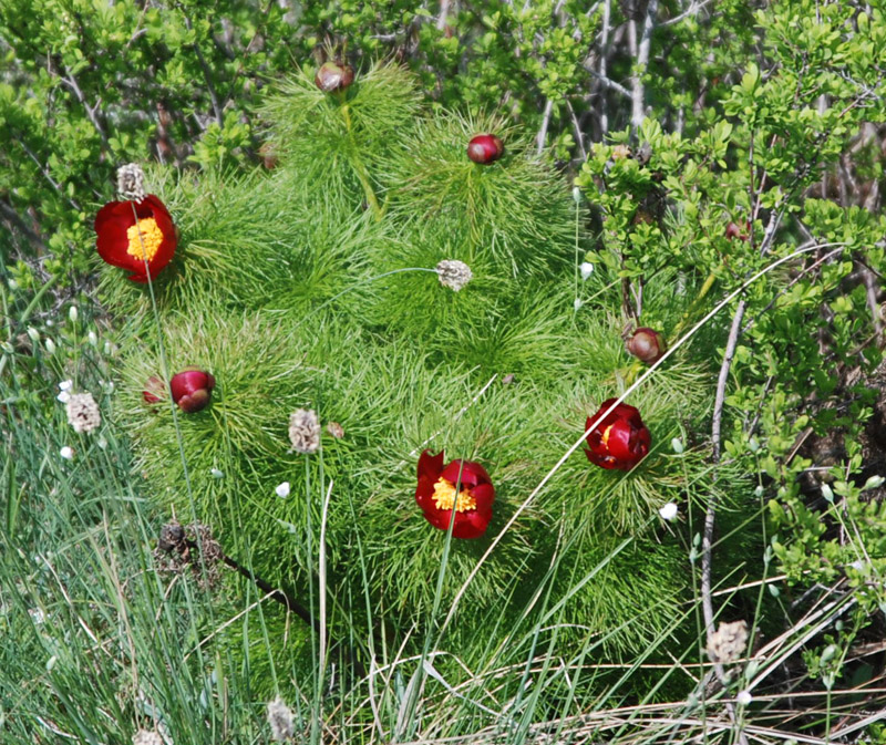 Image of Paeonia tenuifolia specimen.