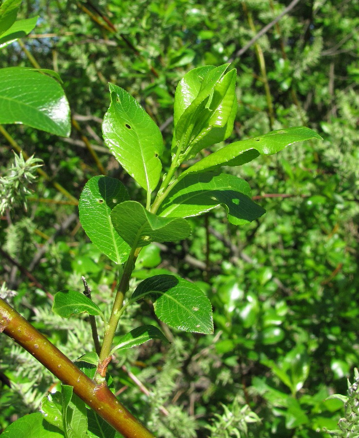 Image of Salix phylicifolia specimen.