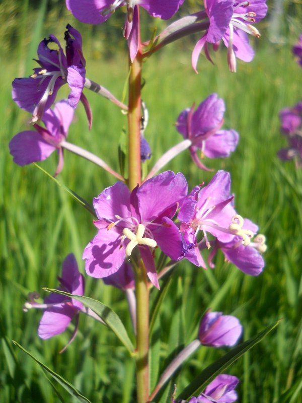 Image of Chamaenerion angustifolium specimen.