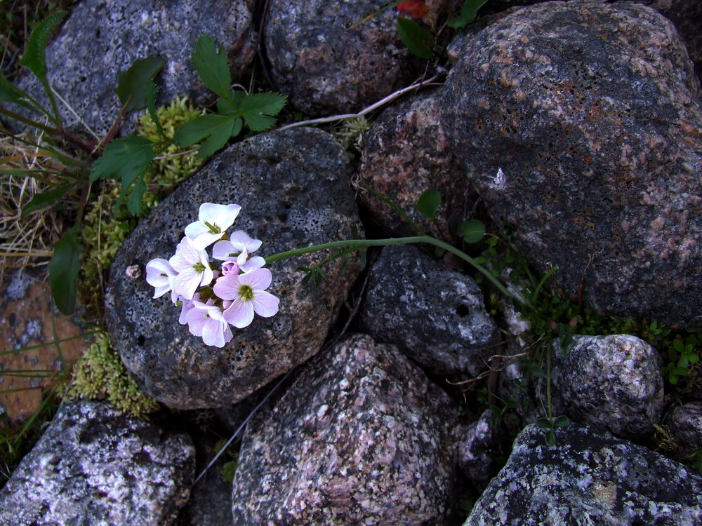 Image of Cardamine nymanii specimen.