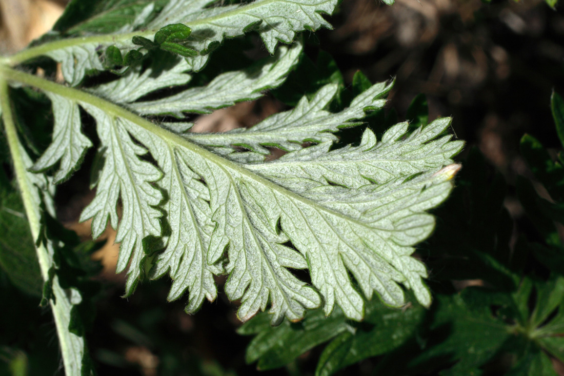 Image of Potentilla fedtschenkoana specimen.