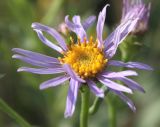 Aster amellus. Соцветие-корзинка. Белгородская обл., окр. пос. Борисовка, ур. Острасьев яр, луговая степь. 08.07.2011.