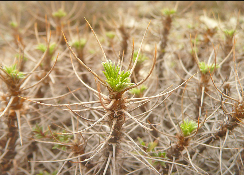 Image of Astragalus arnacanthoides specimen.