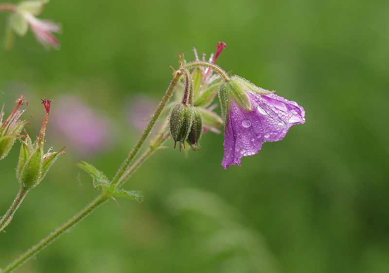 Image of Geranium sylvaticum specimen.