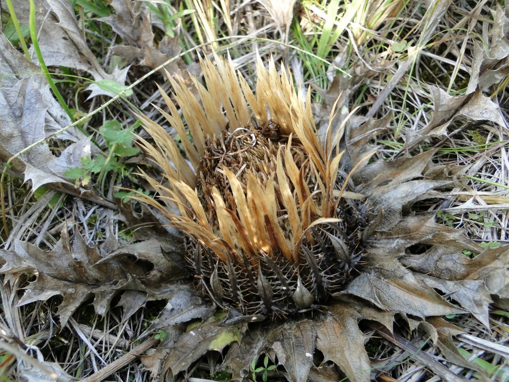 Image of Carlina onopordifolia specimen.