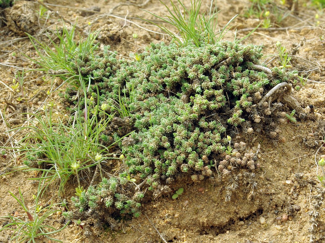 Image of Camphorosma monspeliaca specimen.