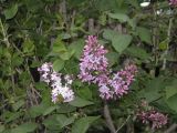 Syringa vulgaris. Ветви с соцветиями. Владивосток, Ботанический сад-институт ДВО РАН. 2 июня 2011 г.