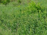 Смотреть изображение Vincetoxicum maeoticum
