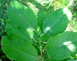 Salix × capreola