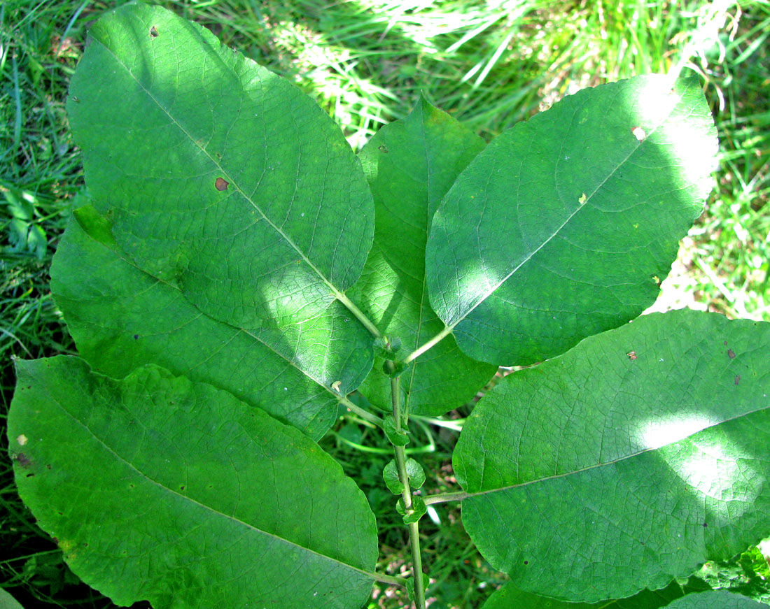 Image of Salix &times; capreola specimen.